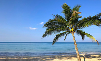 Fototapeta na wymiar photo palm trees on the background of the ocean in Thailand Phuket