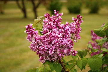 Obraz premium An unusually beautifully flowering lilac Syringa on a cloudy May day