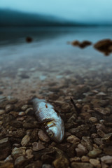 Dead fish on the lakeshore in misty morning