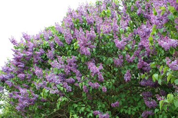 An unusually beautifully flowering lilac Syringa on a cloudy May day