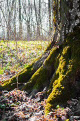 The roots of old tree covered with moss in the spring forest