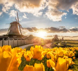 Fotobehang Traditional Dutch windmills with tulips against sunset in Zaanse Schans, Amsterdam area, Holland © Tomas Marek