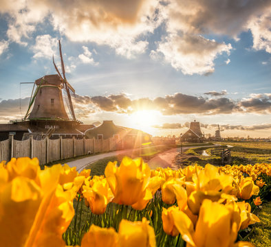 Traditional Dutch windmills with tulips against sunset in Zaanse Schans, Amsterdam area, Holland