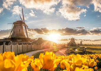 Traditional Dutch windmills with tulips against sunset in Zaanse Schans, Amsterdam area, Holland