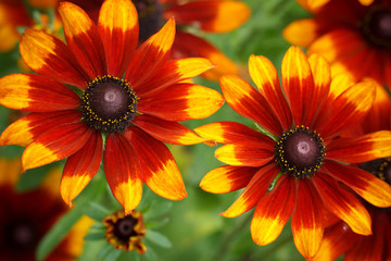 Large flowers of red and yellow rudbeckia. Blooming flowers rudbeckia (Black-eyed Susan) flower bed in the summer garden. Soft blurred selective focus.