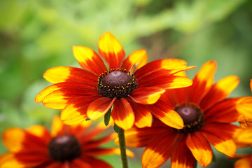 Large flowers of red and yellow rudbeckia. Blooming flowers rudbeckia (Black-eyed Susan) flower bed in the summer garden. Soft blurred selective focus.