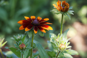 Large flowers of red and yellow rudbeckia. Blooming flowers rudbeckia (Black-eyed Susan) flower bed in the summer garden. Soft blurred selective focus.