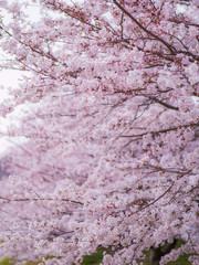 sakura 28
