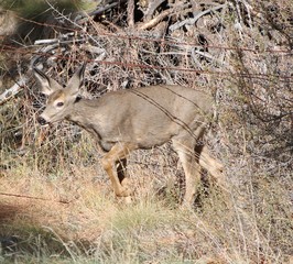 Deer exploring the hills in central Washington state