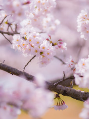 sakura 09