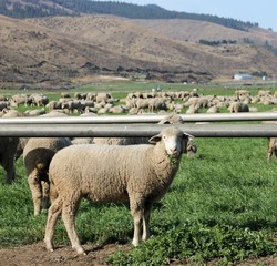 Obraz premium A herd of sheep grazing in the field. 