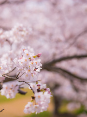 sakura 12
