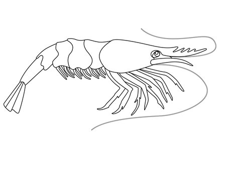 Shrimp - a small marine crustacean living underwater - a vector linear picture for coloring. An animal from the ocean is a shrimp. Seafood, marine life. Outline.