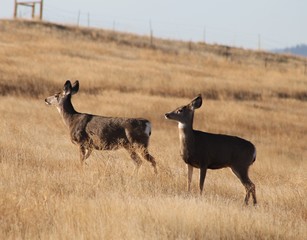 Deer exploring the hills in central Washington state
