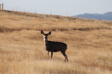 Deer exploring the hills in central Washington state
