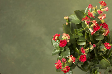 Red Kalanchoe blossfeldiana with terry petals on a green background, flowering home plant, place for text