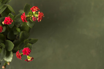 Red Kalanchoe blossfeldiana with terry petals on a green background, flowering home plant, place for text