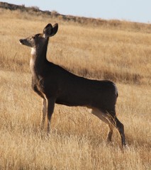 Deer exploring the hills in central Washington state