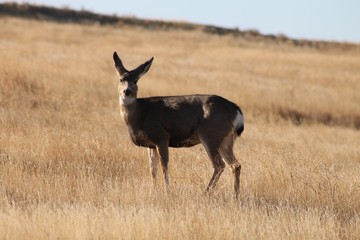 Deer exploring the hills in central Washington state