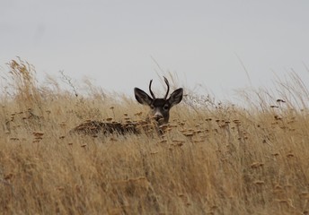 Deer exploring the hills in central Washington state