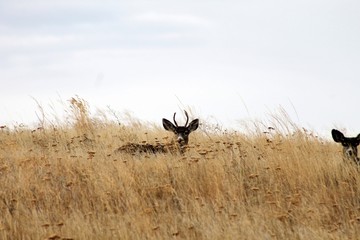 Deer exploring the hills in central Washington state