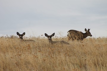 Deer exploring the hills in central Washington state