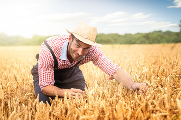 Naklejka na ściany i meble Farm worker examining wheat crops field