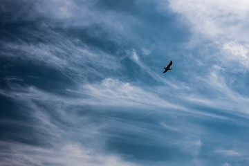 Silhouette of a bird flying in the blue sky