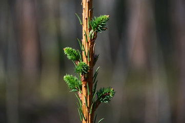 green pine shoots in spring forest close-up