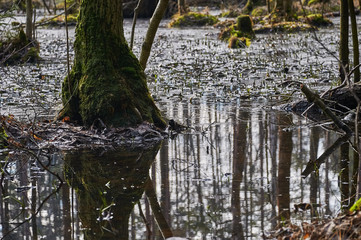flood in the spring forest in the month of March