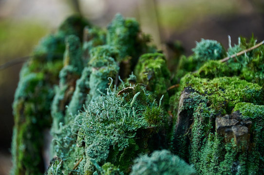 Cladonia, lichen and green moss in the forest closeup