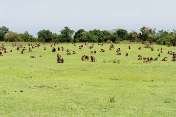 Gelada monkeys in Ethiopia