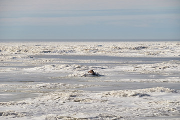 Gulf of Finland in spring, ice is melting