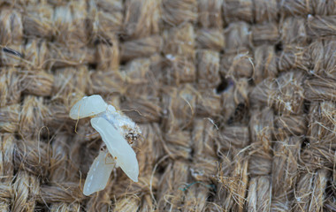 Bugs or Moth in raw rice, pest, snout beetles, insects that eat and destroy raw rice.