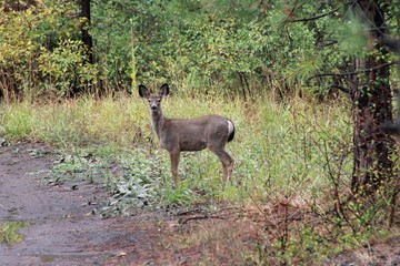 Deer exploring the hills in central Washington state