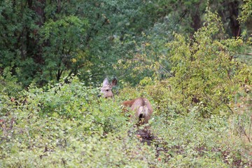 Deer exploring the hills in central Washington state