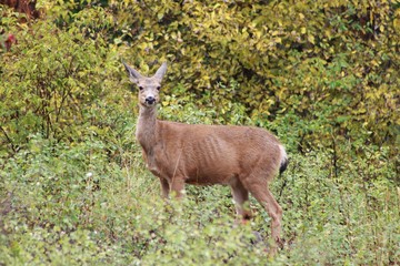 Deer exploring the hills in central Washington state