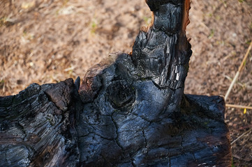 burnt tree trunk after a forest fire