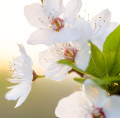 Fototapeta na wymiar Flowering branch of fruit tree. Cherry blossomed in the spring.