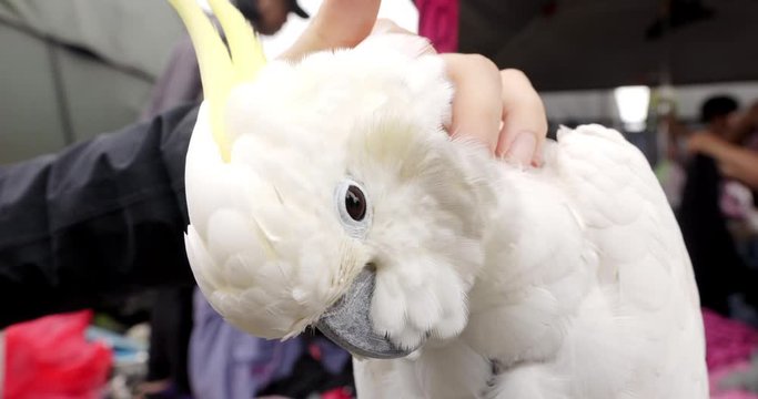 A Man Massaging The Back Of A White Parrot With His Hand - Closeup Shot