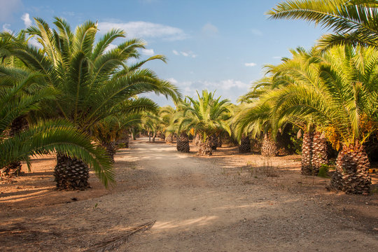 Dirt road among palm trees