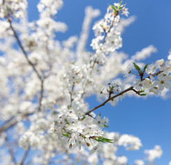 Obraz premium Flowering branch of fruit tree. Cherry blossomed in the spring.