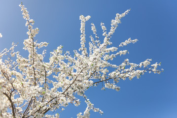 Flowering branch of fruit tree. Cherry blossomed in the spring.