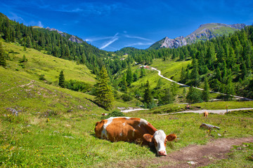 snoozing cow lying on meadow in the alps with mountain scenery and blue sky