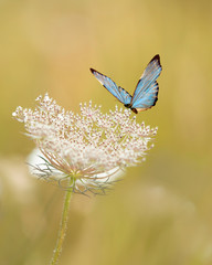 Exotic blue butterfly resting on a delicate flower, isolated against a bright bokeh background.