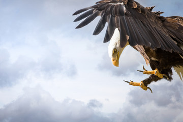 American bald eagle with outstretched wings, isolated against a cloudy sky.
