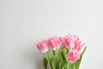 fringed tulips