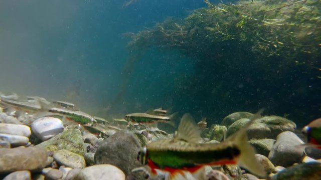 Eurasian common minnow (Phoxinus phoxinus) in fresh water stream