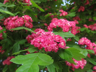 Bright, luxuriant flowers against a background of a succulent greenery. Landscape.