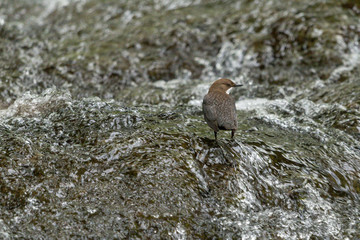 Wasseramsel